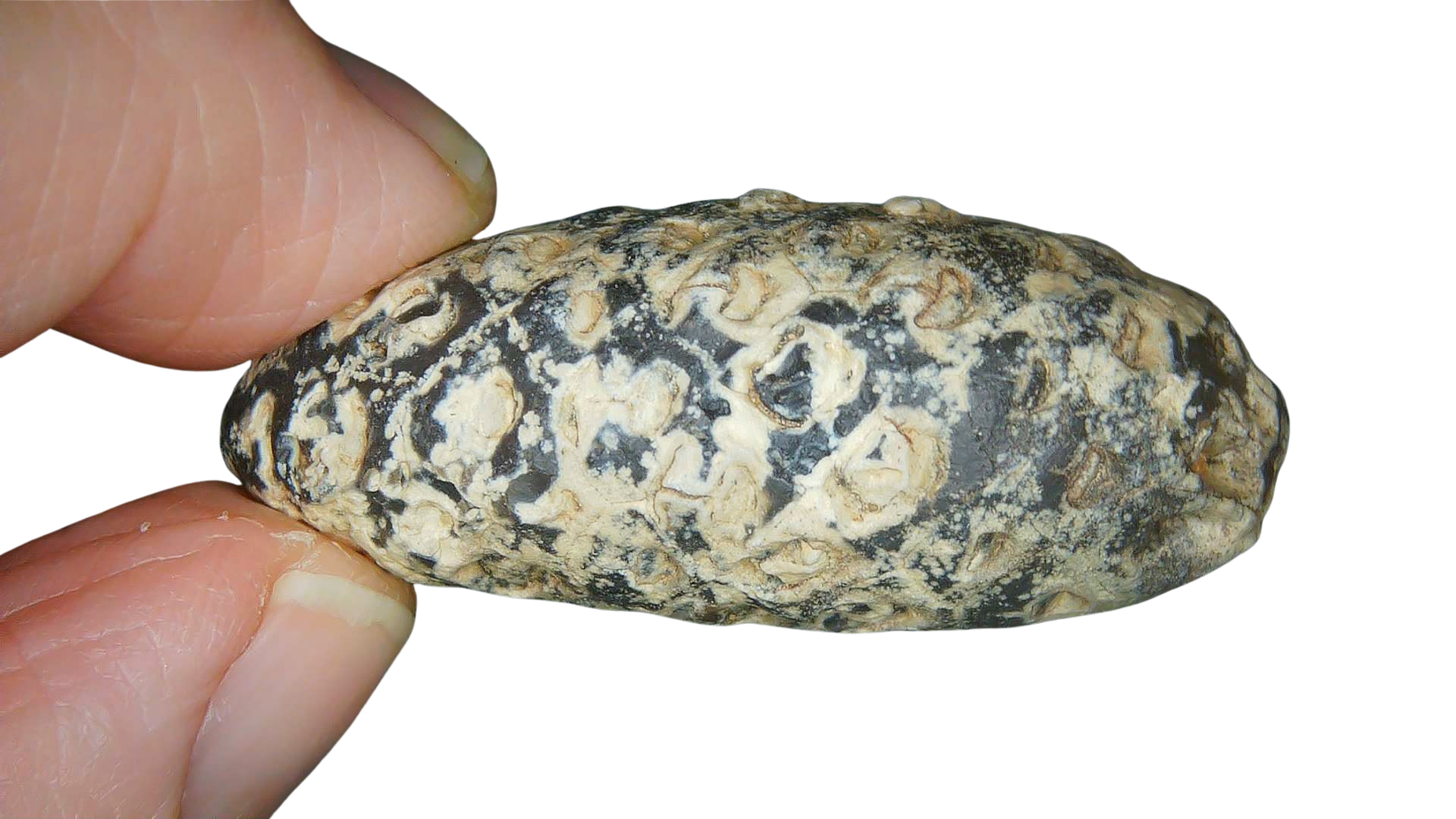Eocene Age Horsetail Strobilus Seed Cone from Morocco 13a | Fossils for Sale