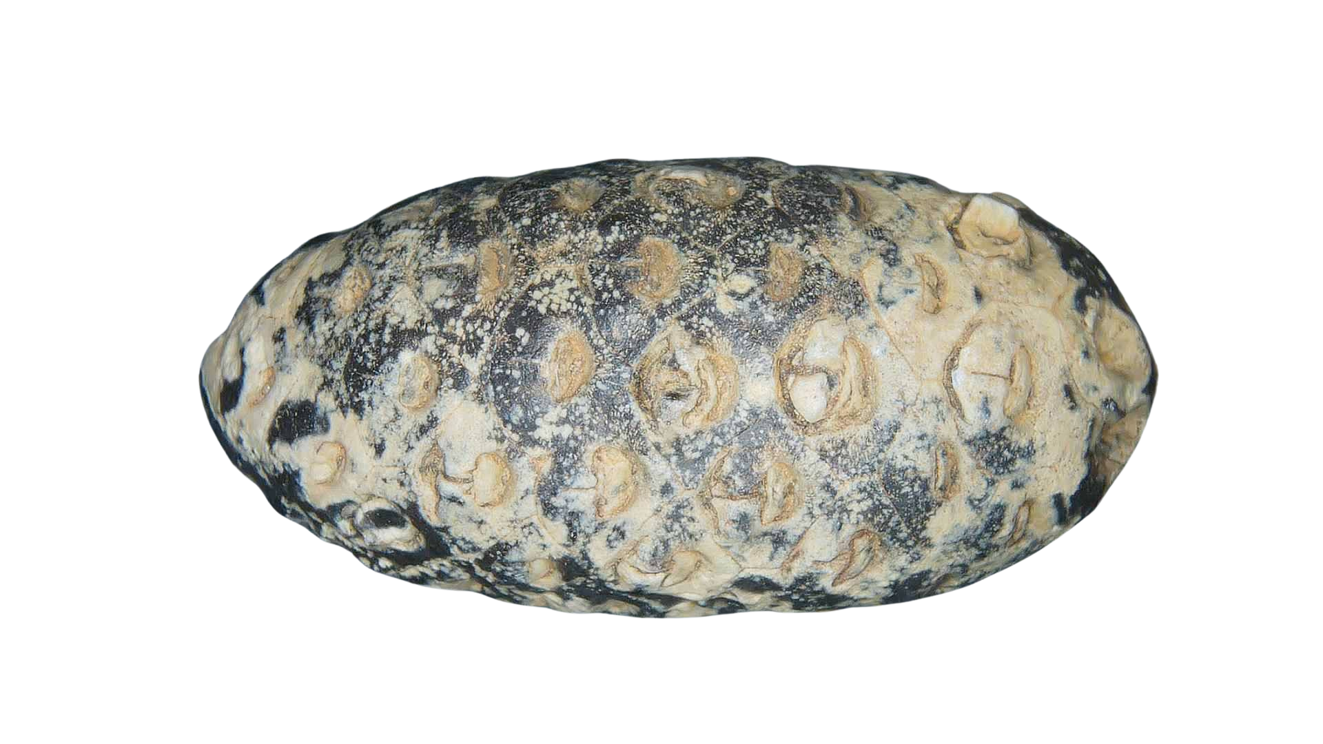 Eocene Age Horsetail Strobilus Seed Cone from Morocco 13b | Fossils for Sale