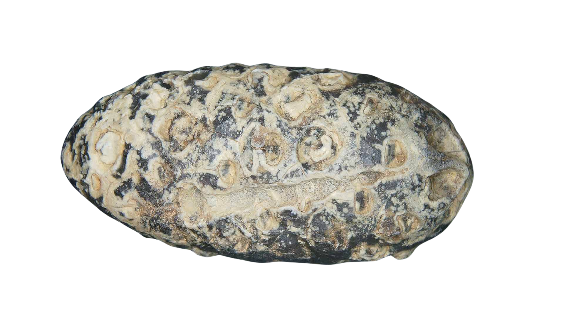 Eocene Age Horsetail Strobilus Seed Cone from Morocco 13c | Fossils for Sale