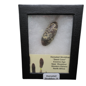Horsetail Strobilus (Equestum "Cone") Eocene of Morocco #14