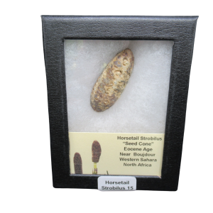 Horsetail Strobilus (Equestum "Cone") Eocene of Morocco #15