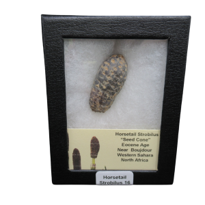 Horsetail Strobilus (Equestum "Cone") Eocene of Morocco #16