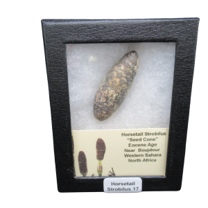 Horsetail Strobilus (Equestum "Cone")  Eocene of Morocco #17