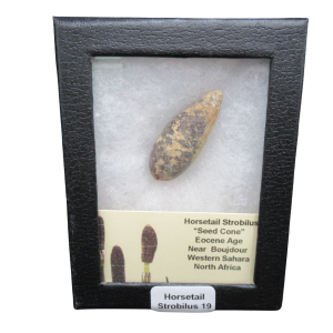 Horsetail Strobilus (Equestum "Cone")  Eocene of Morocco #19