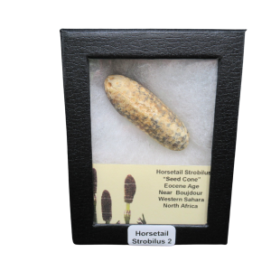 Horsetail Strobilus (Equestum "Cone")  Eocene of Morocco #2