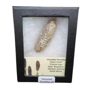 Horsetail Strobilus (Equestum "Cone")  Eocene of Morocco #20