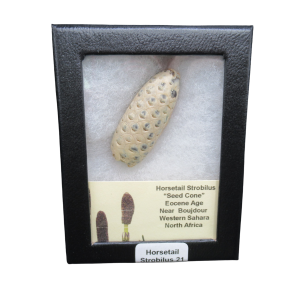 Horsetail Strobilus (Equestum "Cone")  Eocene of Morocco #21