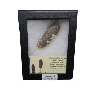 Horsetail Strobilus (Equestum "Cone")  Eocene of Morocco #22