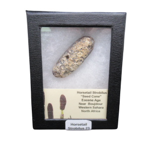 Horsetail Strobilus (Equestum "Cone")  Eocene of Morocco #23