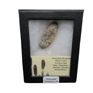 Horsetail Strobilus (Equestum "Cone")  Eocene of Morocco #24