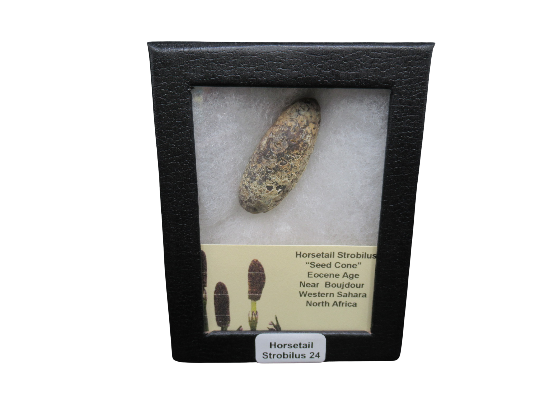 Eocene Age Horsetail Strobilus Seed Cone from Morocco 24 | Fossils for Sale