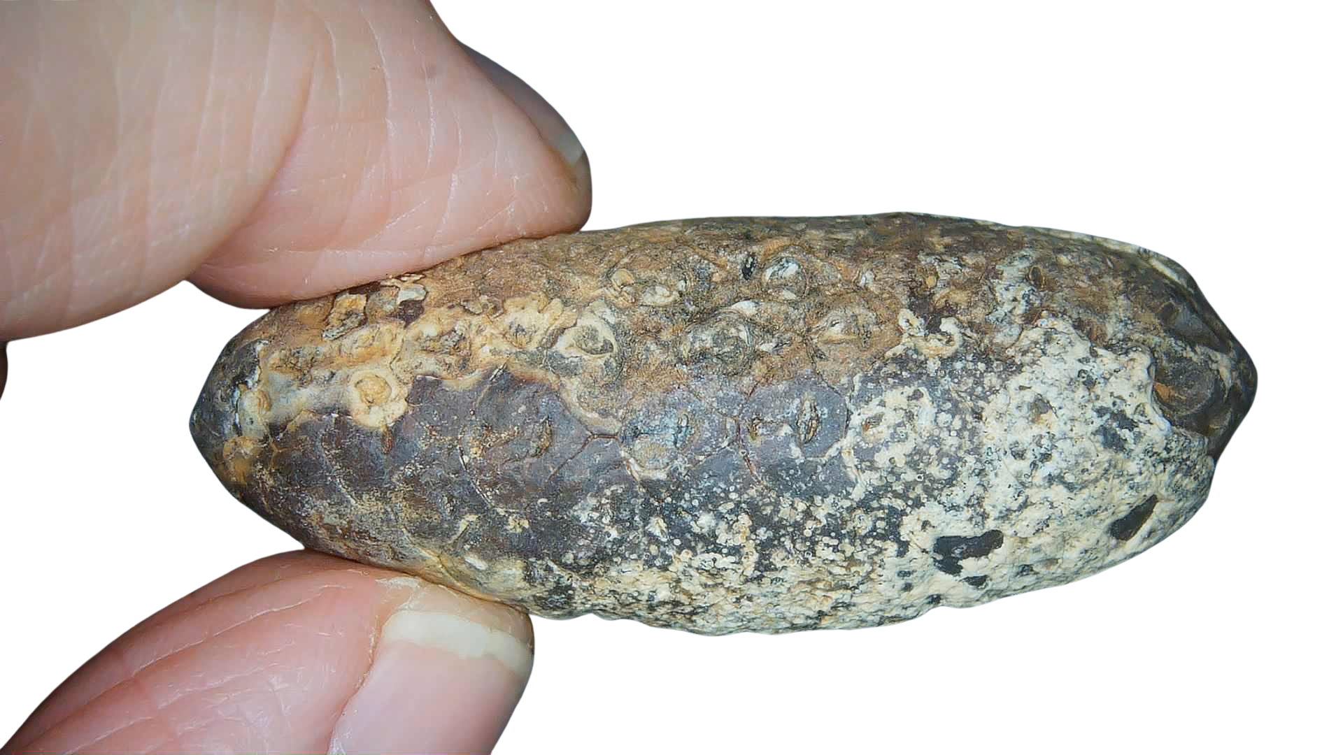 Eocene Age Horsetail Strobilus Seed Cone from Morocco 24a | Fossils for Sale