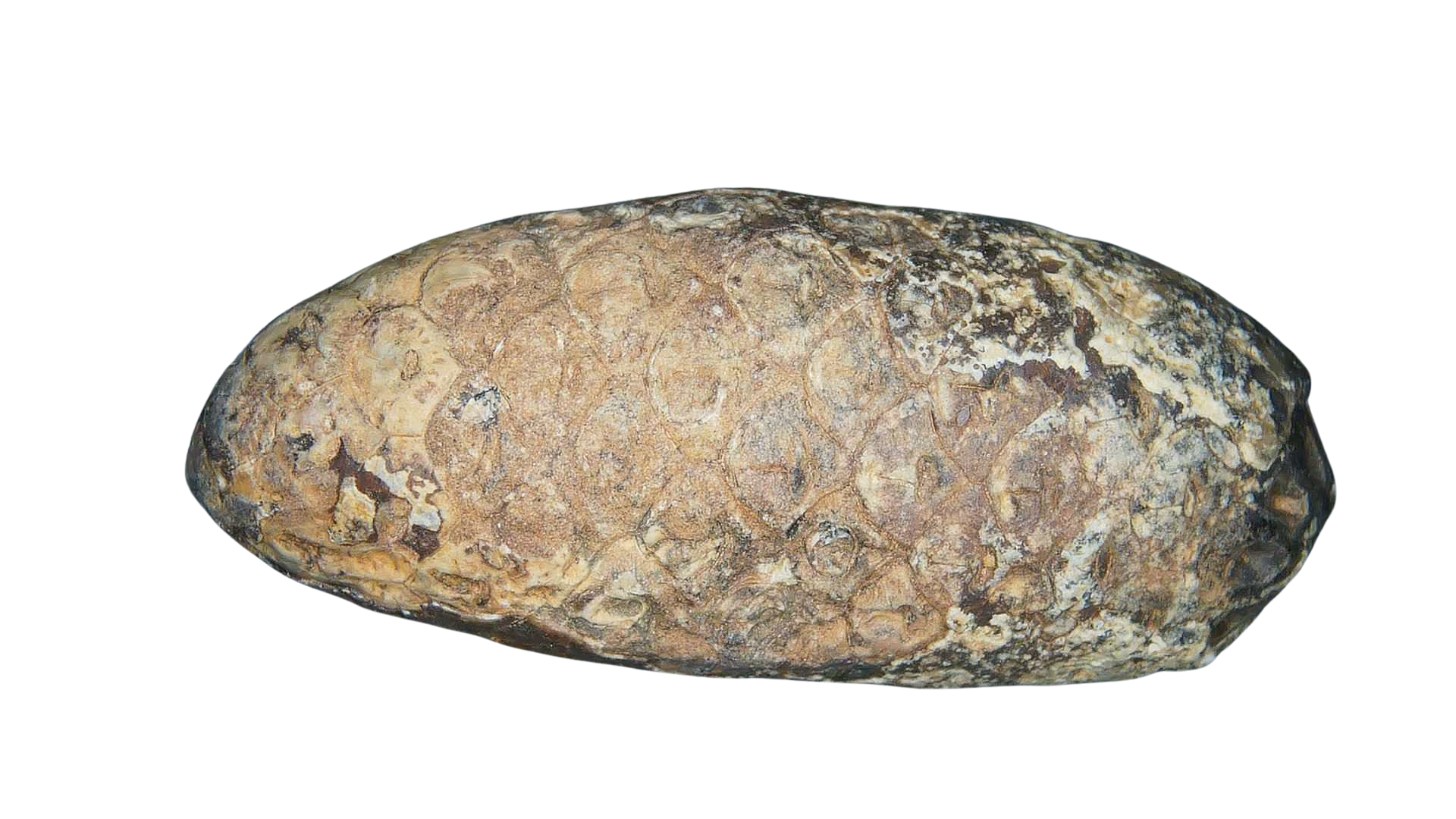 Eocene Age Horsetail Strobilus Seed Cone from Morocco 24b | Fossils for Sale