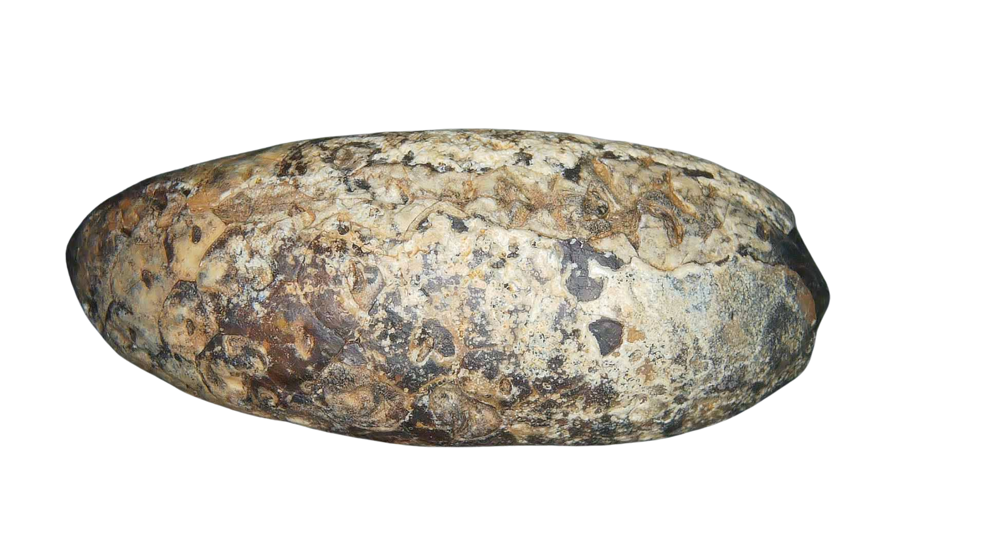 Eocene Age Horsetail Strobilus Seed Cone from Morocco 24c | Fossils for Sale