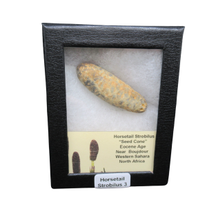 Horsetail Strobilus (Equestum "Cone")  Eocene of Morocco #3