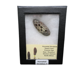 Horsetail Strobilus (Equestum "Cone")  Eocene of Morocco #5
