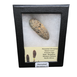 Horsetail Strobilus (Equestum "Cone")  Eocene of Morocco #6