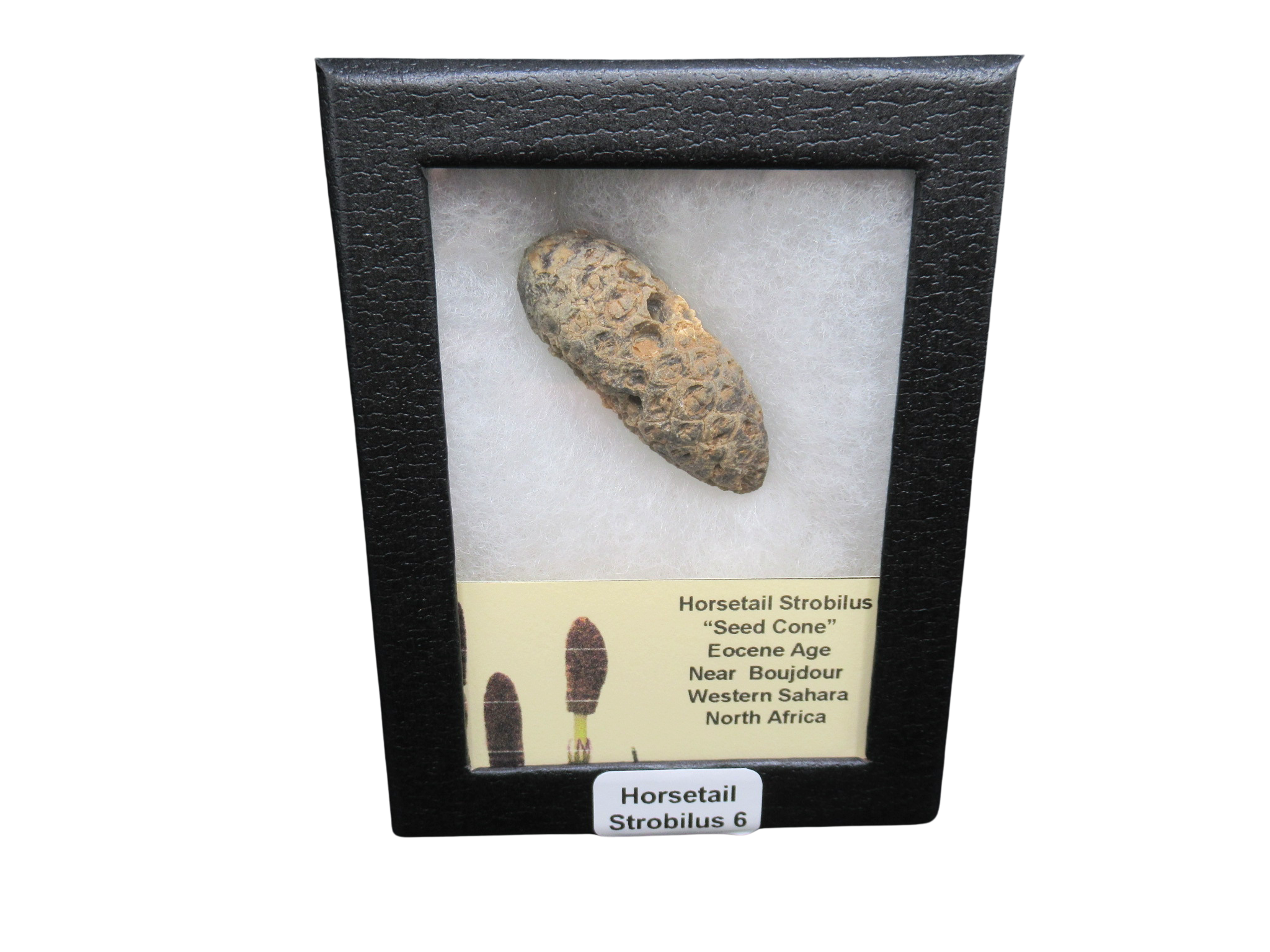 Eocene Age Horsetail Strobilus Seed Cone from Morocco 6 | Fossils for Sale