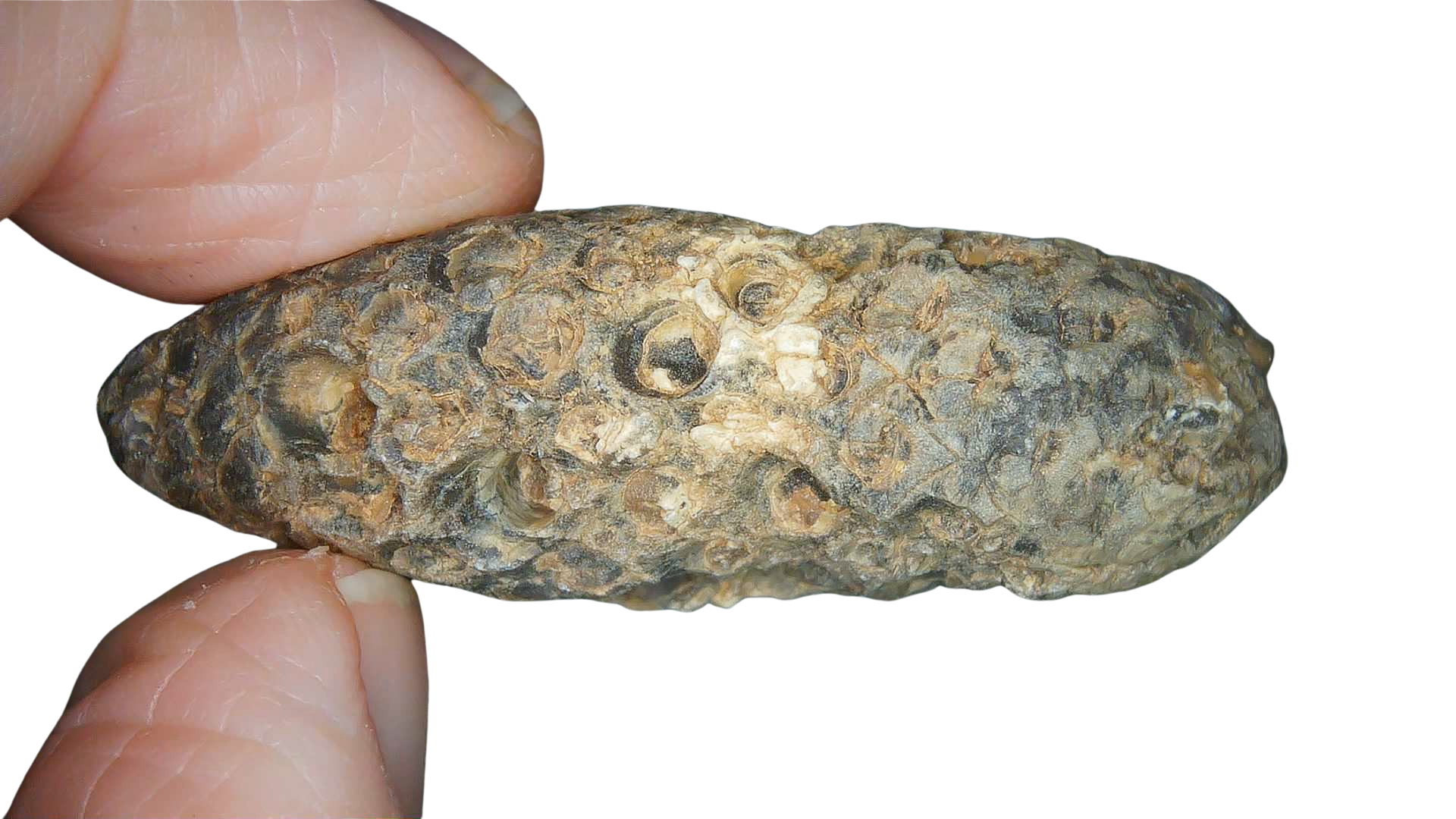 Eocene Age Horsetail Strobilus Seed Cone from Morocco 6a | Fossils for Sale