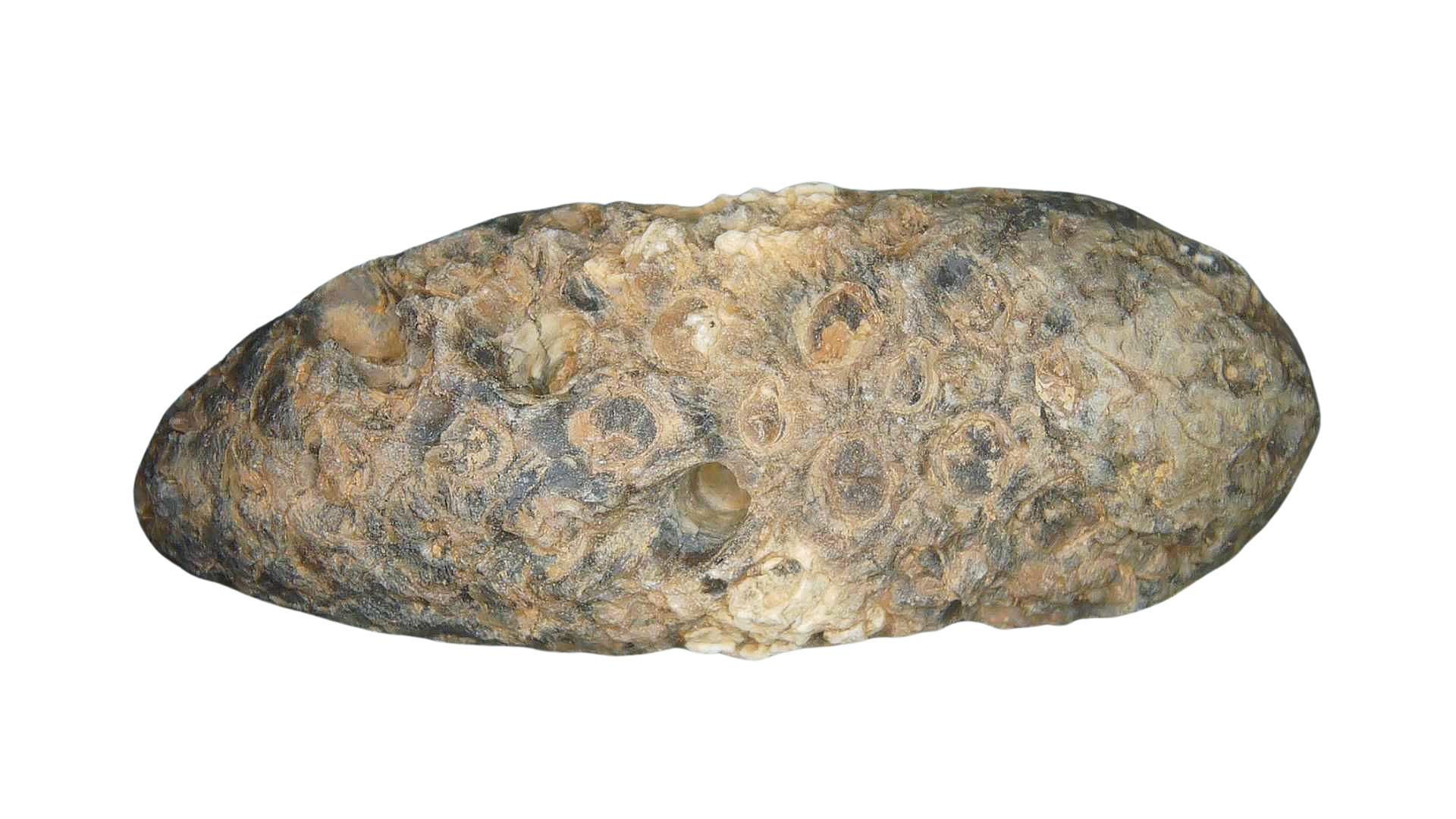 Eocene Age Horsetail Strobilus Seed Cone from Morocco 6b | Fossils for Sale