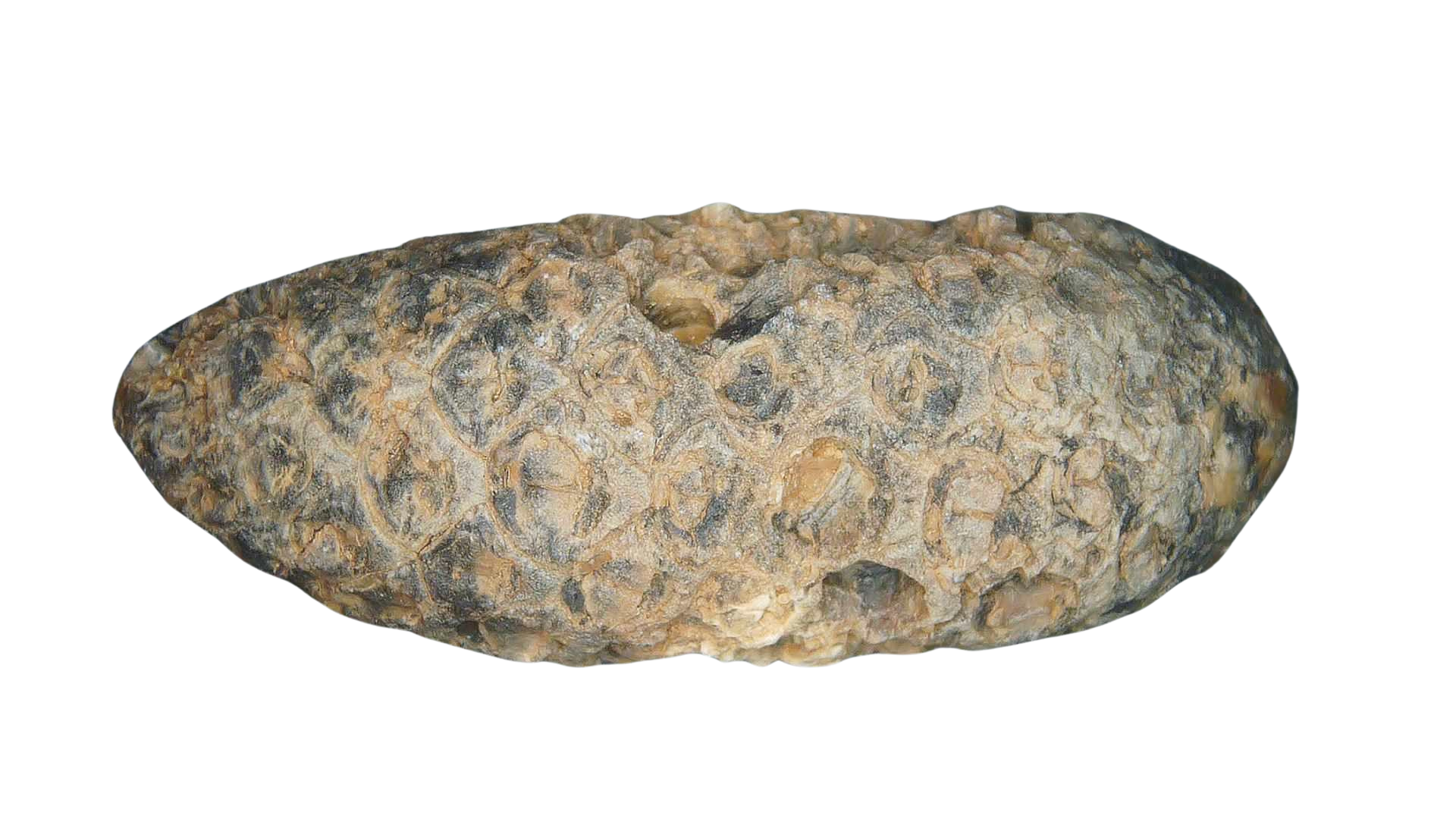 Eocene Age Horsetail Strobilus Seed Cone from Morocco 6c | Fossils for Sale