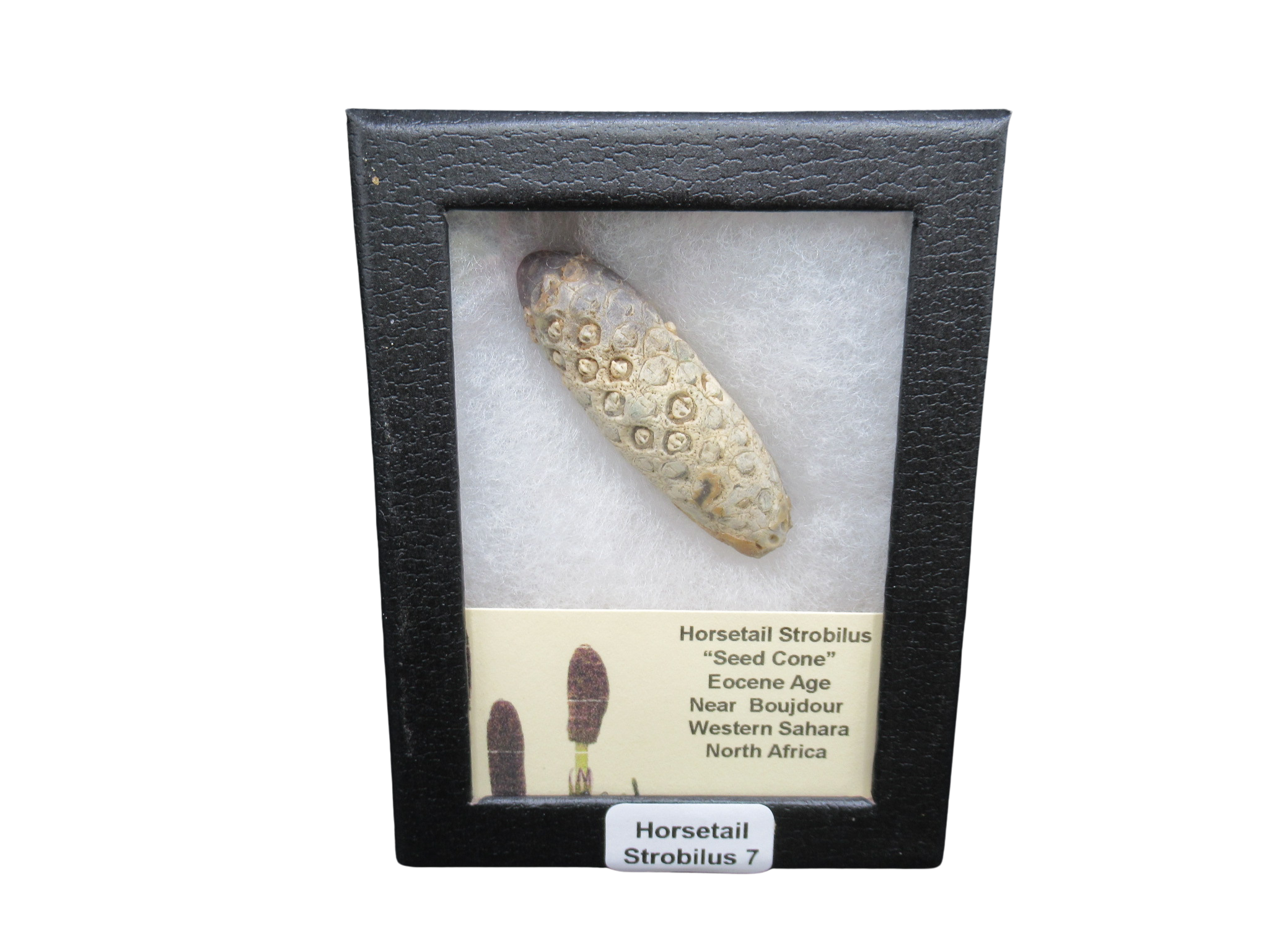 Eocene Age Horsetail Strobilus Seed Cone from Morocco 7 | Fossils for Sale