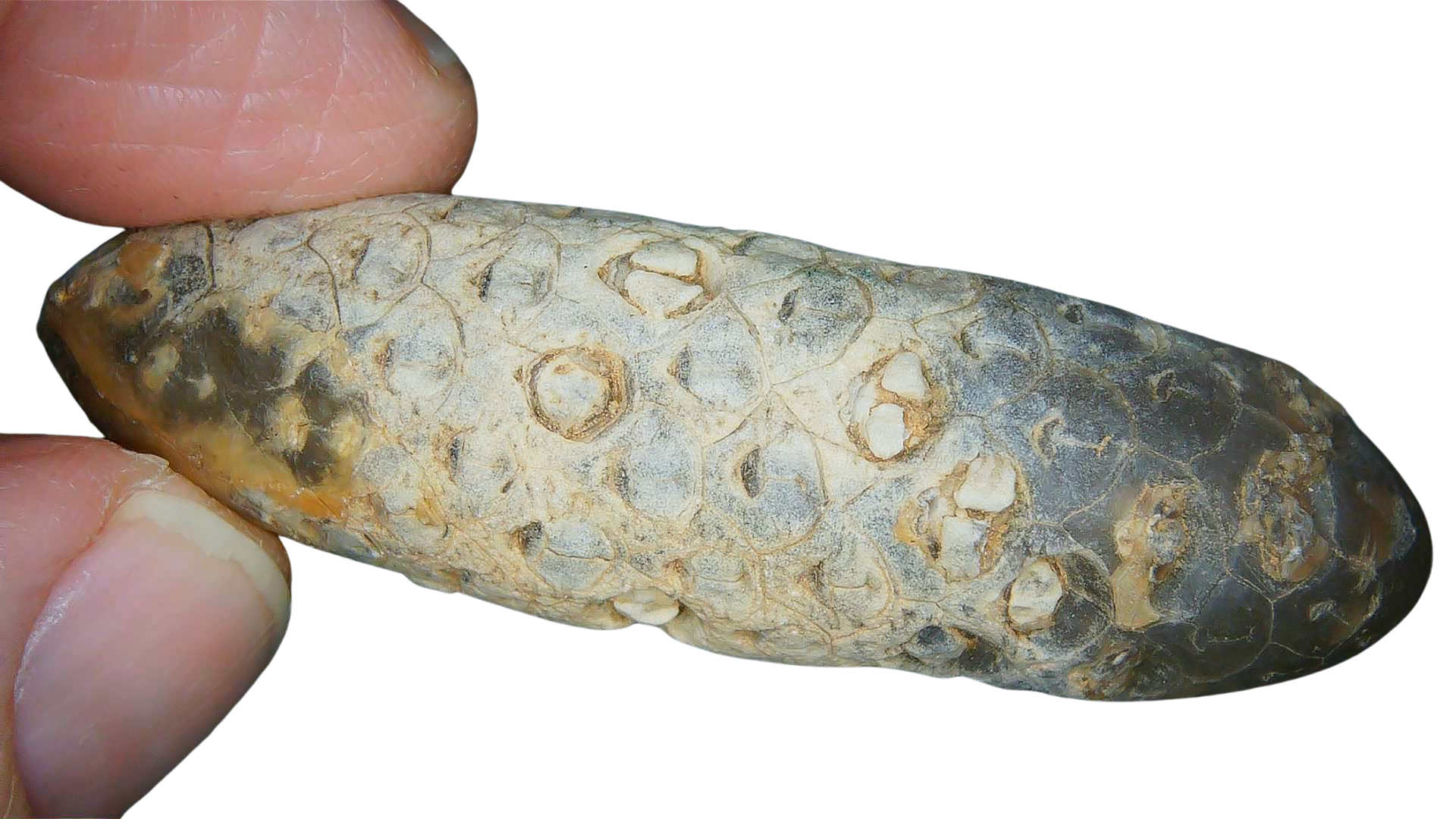 Eocene Age Horsetail Strobilus Seed Cone from Morocco 7a | Fossils for Sale