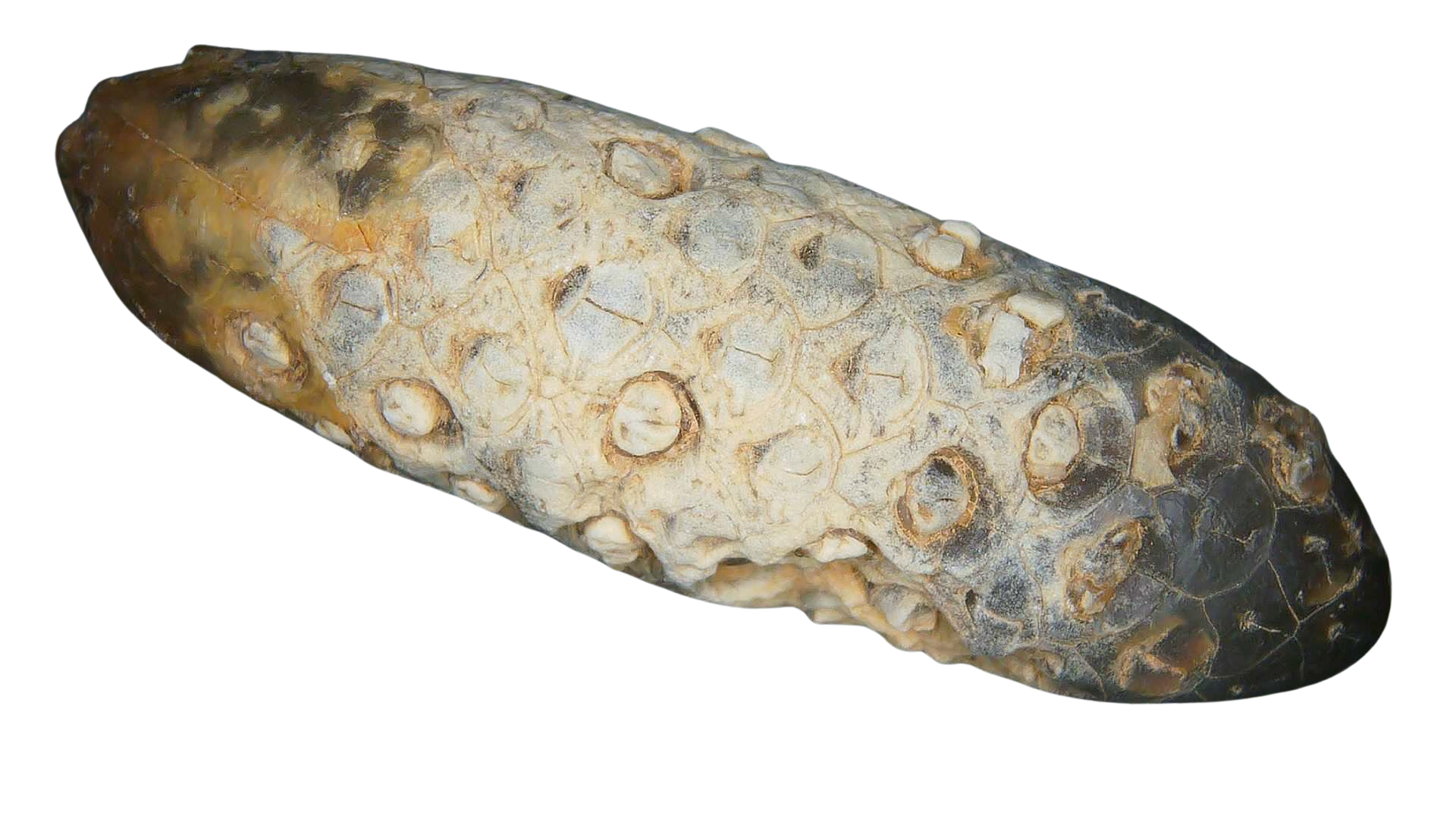 Eocene Age Horsetail Strobilus Seed Cone from Morocco 7b | Fossils for Sale