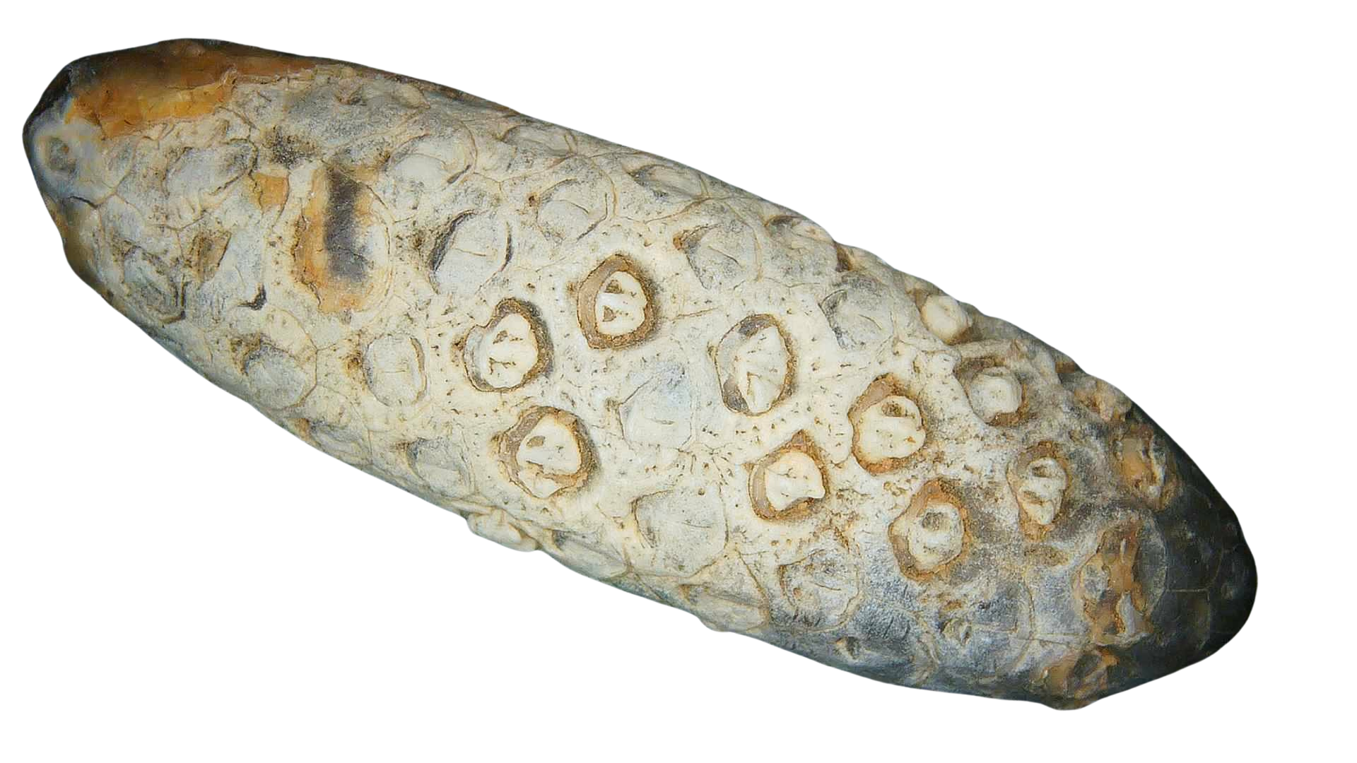 Eocene Age Horsetail Strobilus Seed Cone from Morocco 7c | Fossils for Sale