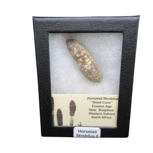 Horsetail Strobilus (Equestum "Cone") Eocene of Morocco #8