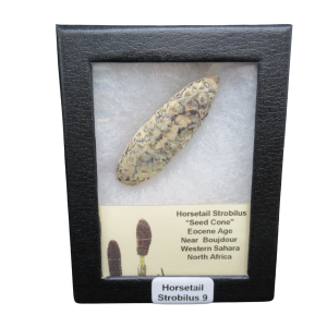 Horsetail Strobilus (Equestum "Cone") Eocene of Morocco #9