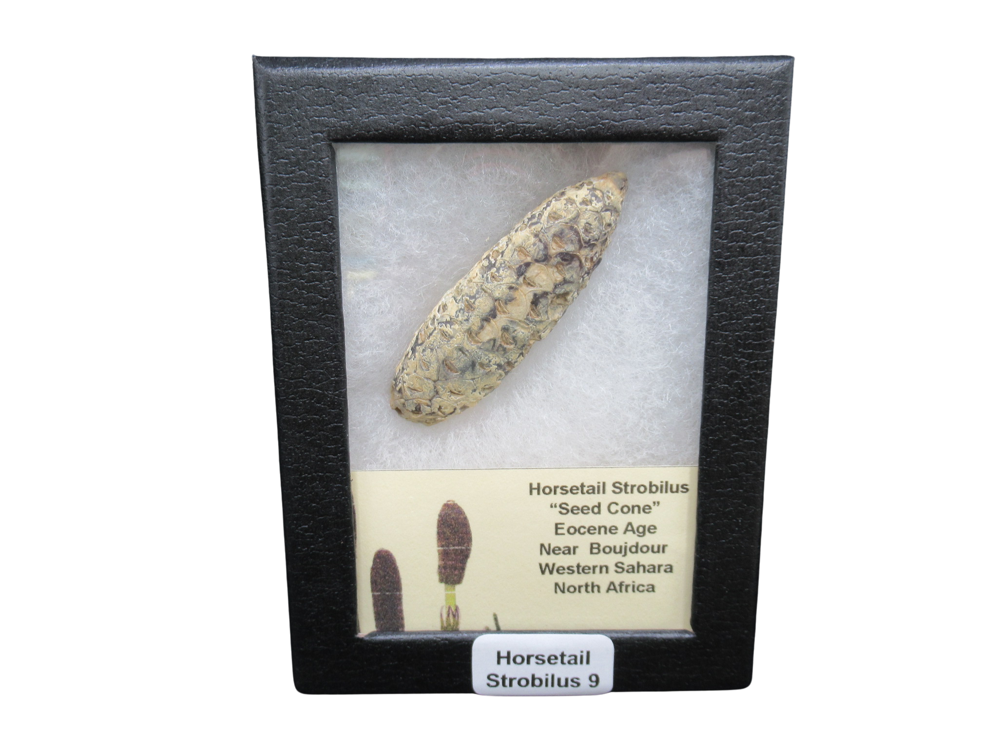 Eocene Age Horsetail Strobilus Seed Cone from Morocco 9 | Fossils for Sale