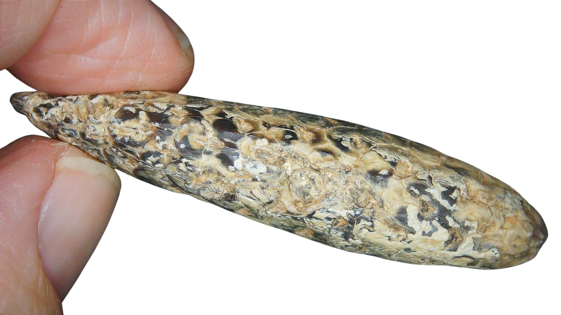 Eocene Age Horsetail Strobilus Seed Cone from Morocco 9a | Fossils for Sale