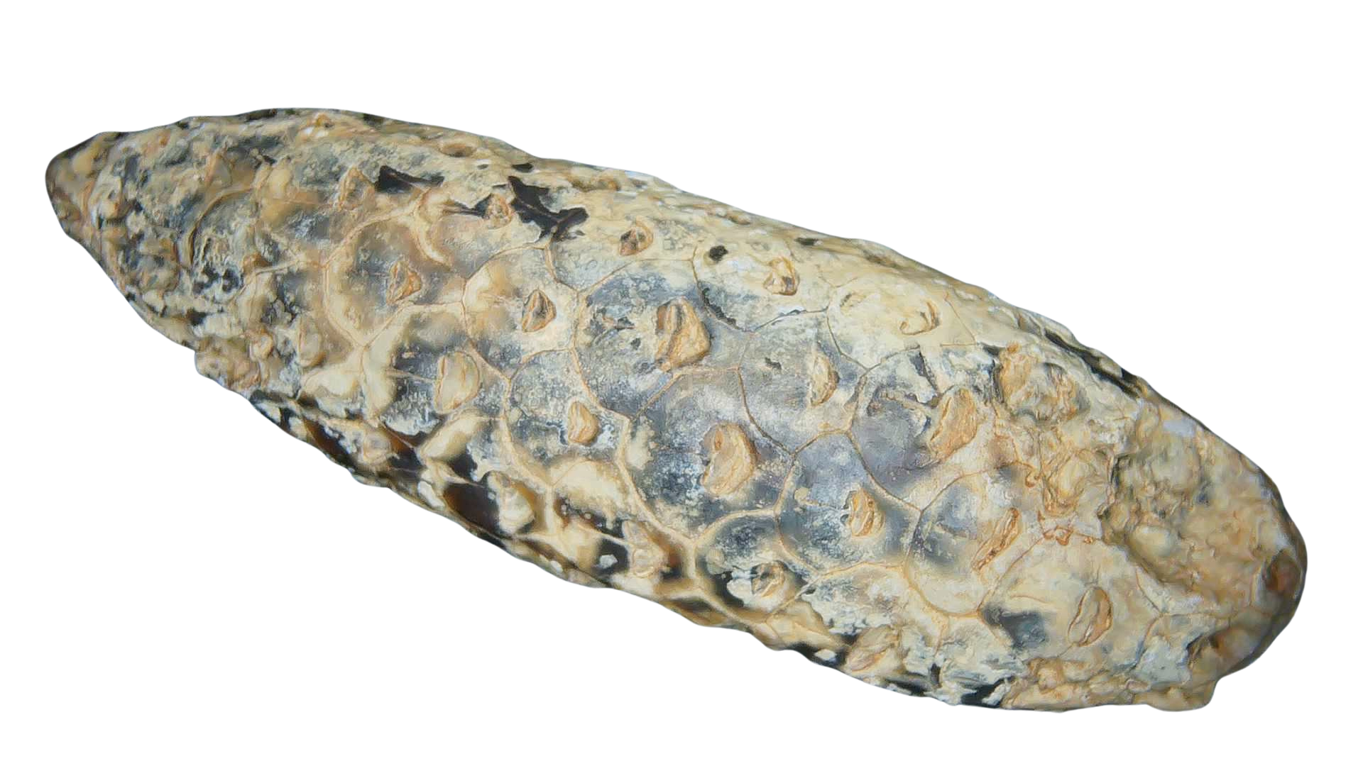 Eocene Age Horsetail Strobilus Seed Cone from Morocco 9b | Fossils for Sale