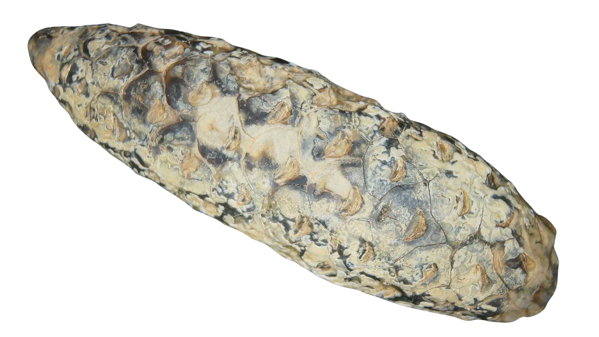 Eocene Age Horsetail Strobilus Seed Cone from Morocco 9c | Fossils for Sale
