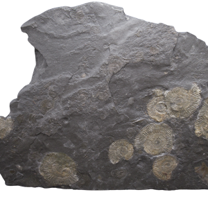 Holzmaden Dactylioceras Jurassic German Ammonite Plate #52