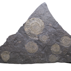 Holzmaden Dactylioceras Jurassic German Ammonite Plate #53