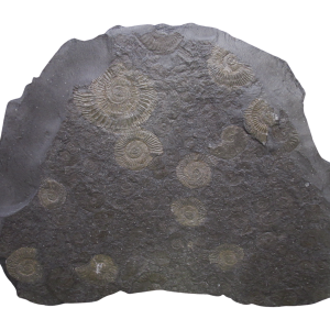 Holzmaden Dactylioceras Jurassic German Ammonite Plate #54