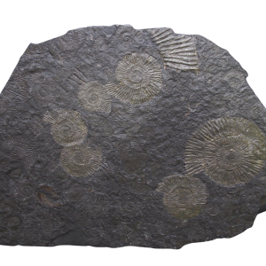 Holzmaden Dactylioceras Jurassic German Ammonite Plate #55