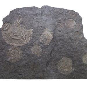 Holzmaden Dactylioceras Jurassic German Ammonite Plate #56