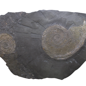 Holzmaden Dactylioceras Jurassic German Ammonite Plate #57
