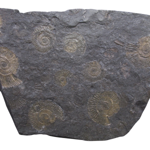 Holzmaden Dactylioceras Jurassic German Ammonite Plate #58