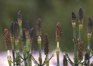 Horsetail Strobilus