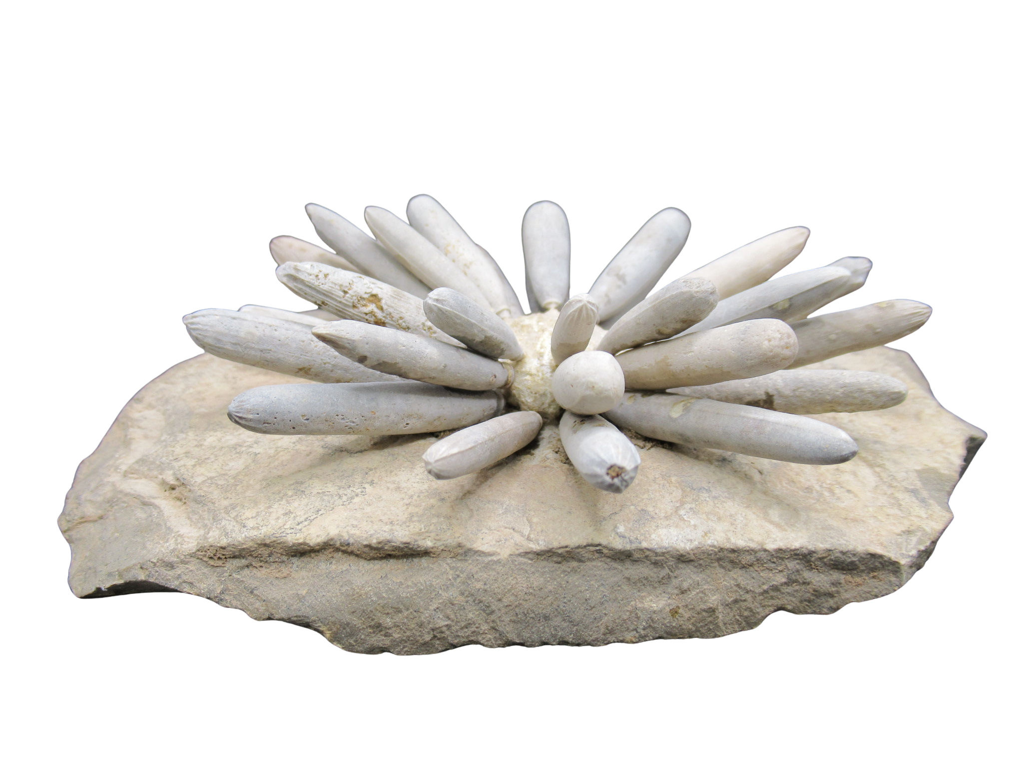 Morocco Jurassic Asterocidaris bistriata Club Urchin 19a | Fossils for Sale