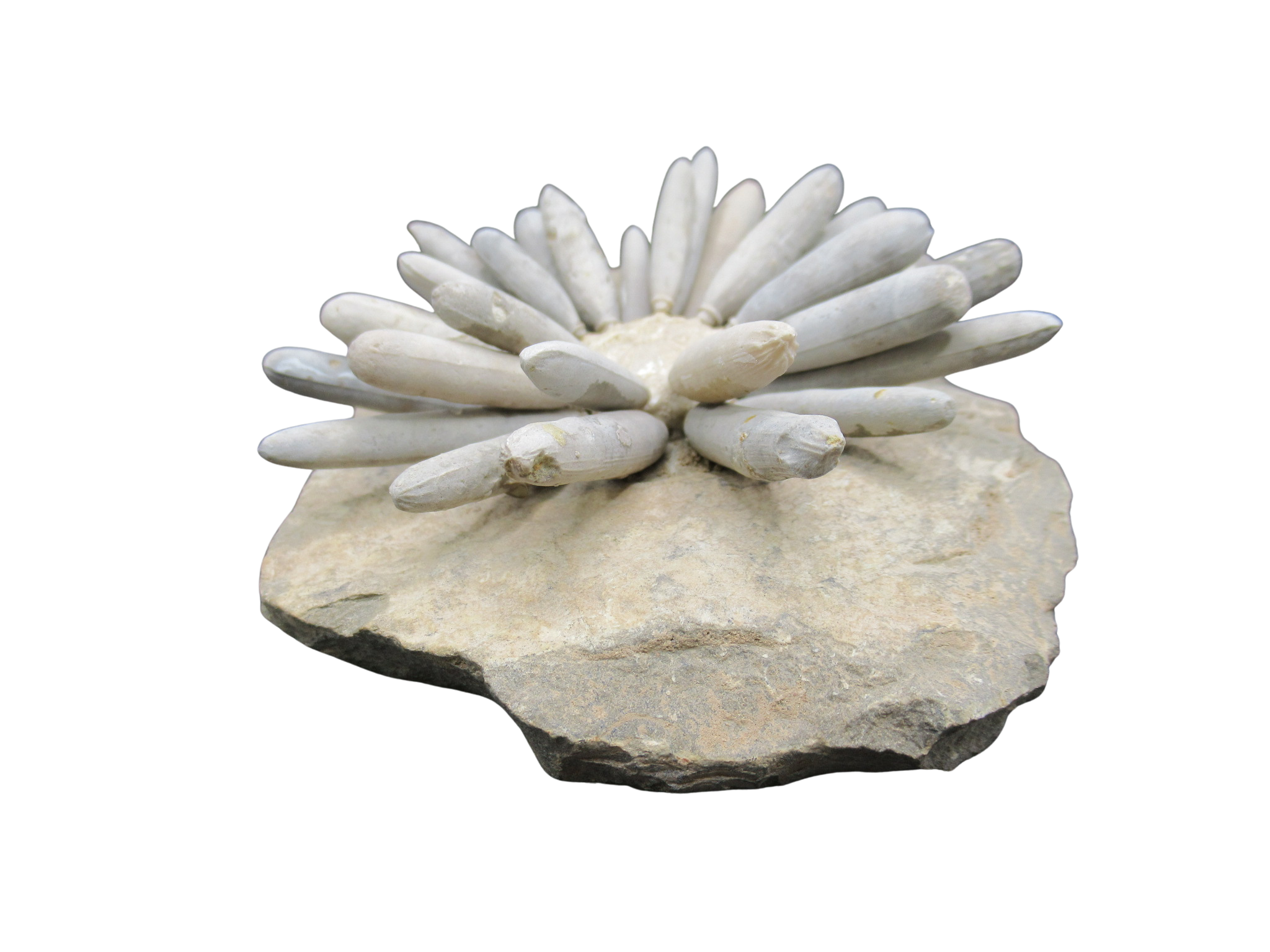 Morocco Jurassic Asterocidaris bistriata Club Urchin 19b | Fossils for Sale