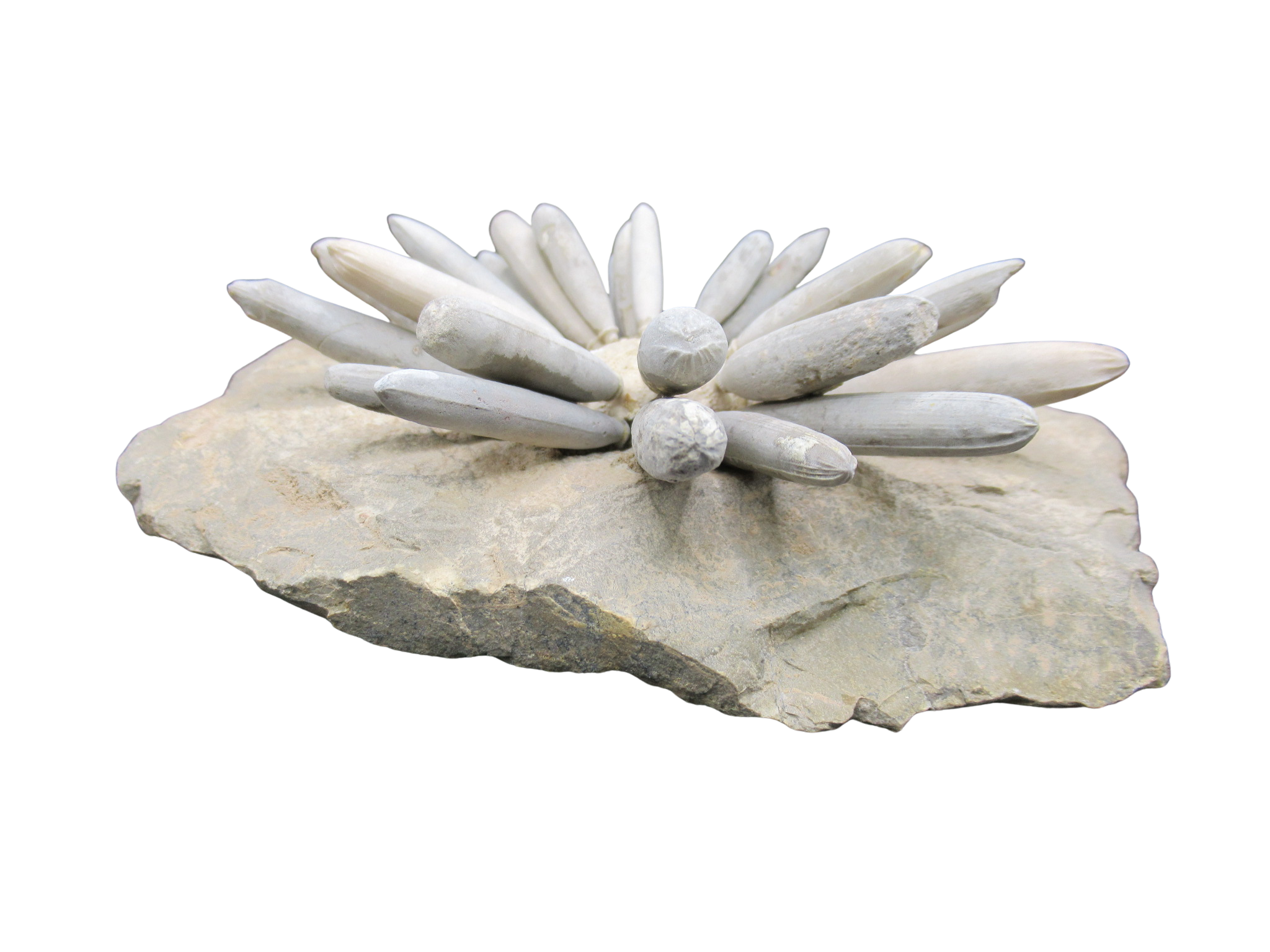 Morocco Jurassic Asterocidaris bistriata Club Urchin 19c | Fossils for Sale