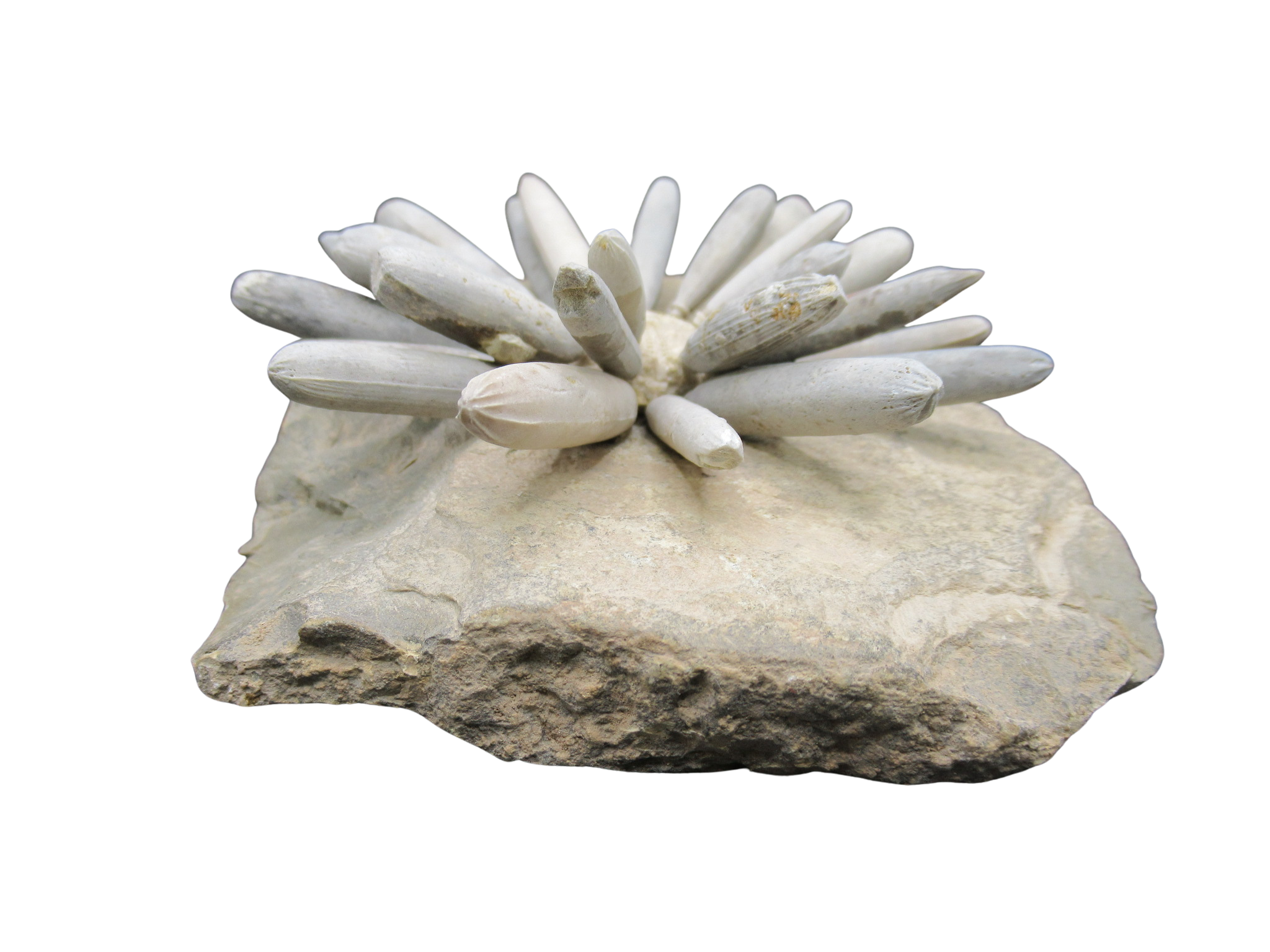 Morocco Jurassic Asterocidaris bistriata Club Urchin 19d | Fossils for Sale