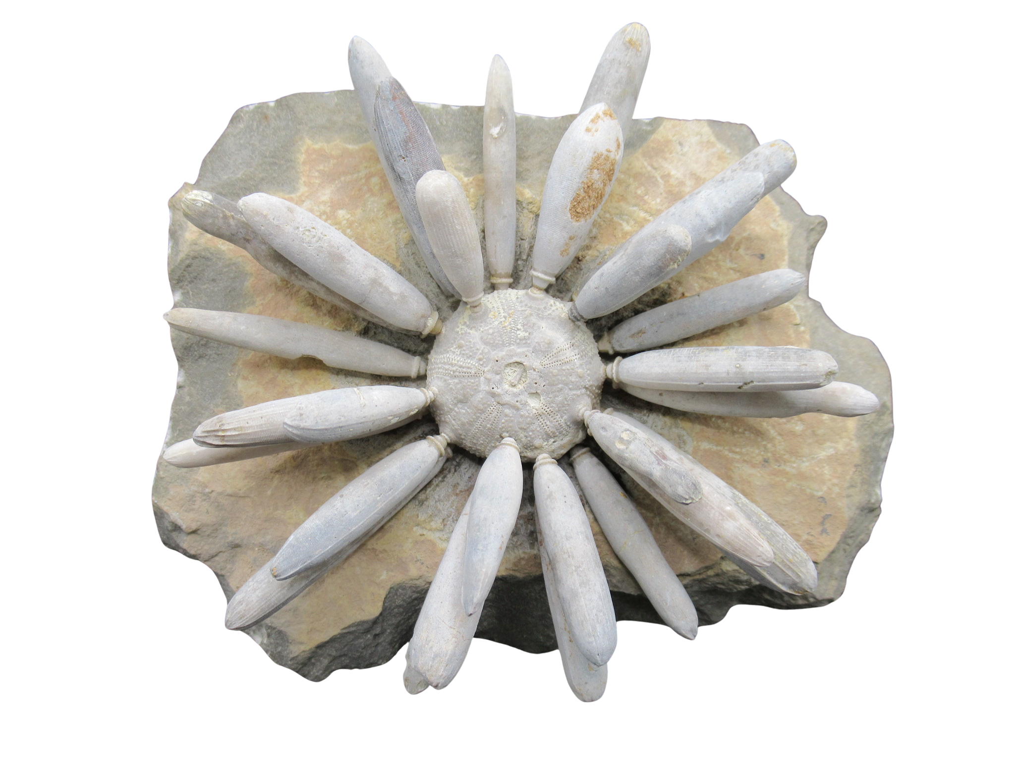 Morocco Jurassic Asterocidaris bistriata Club Urchin 20 | Fossils for Sale