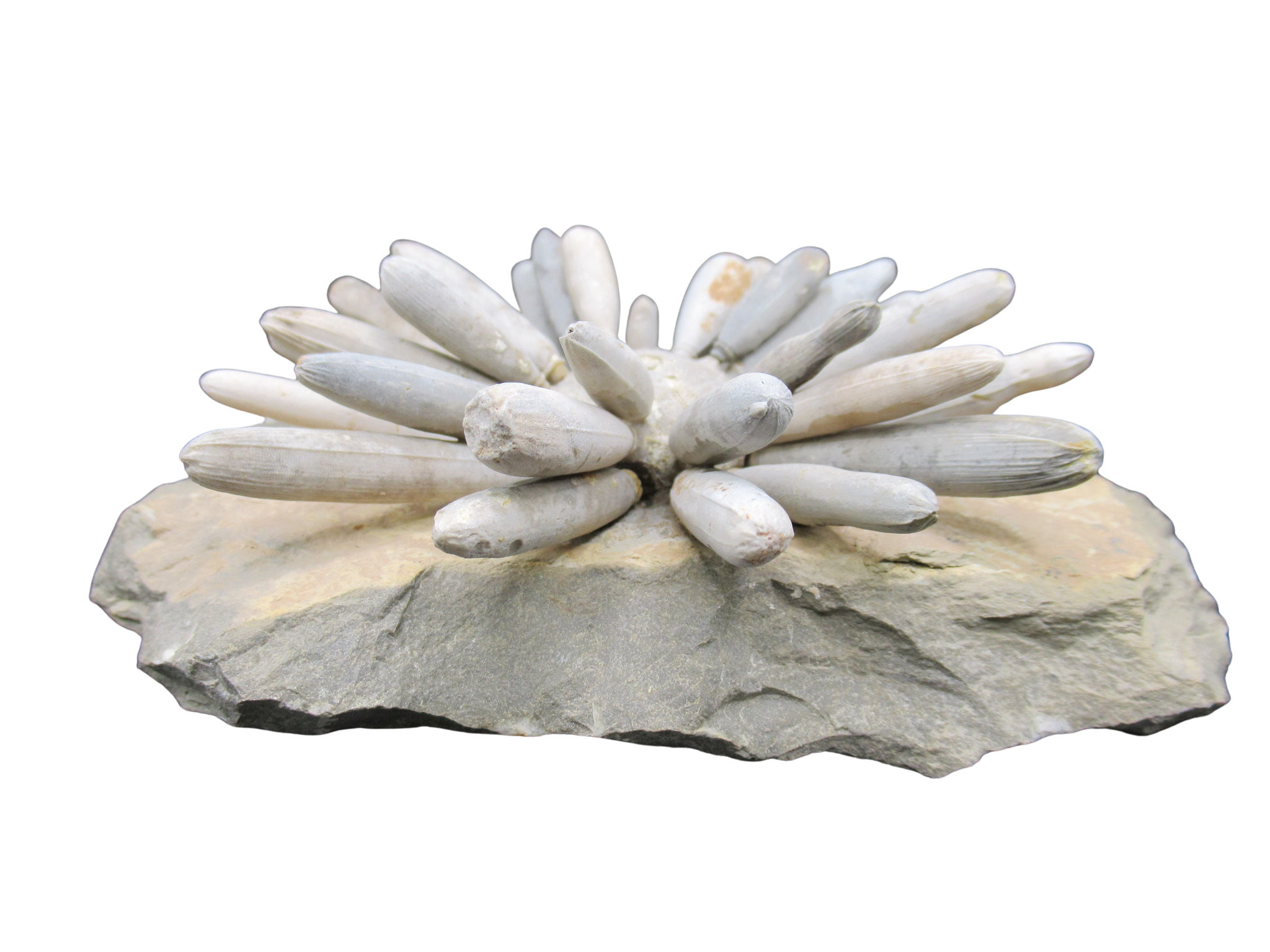 Morocco Jurassic Asterocidaris bistriata Club Urchin 20a | Fossils for Sale