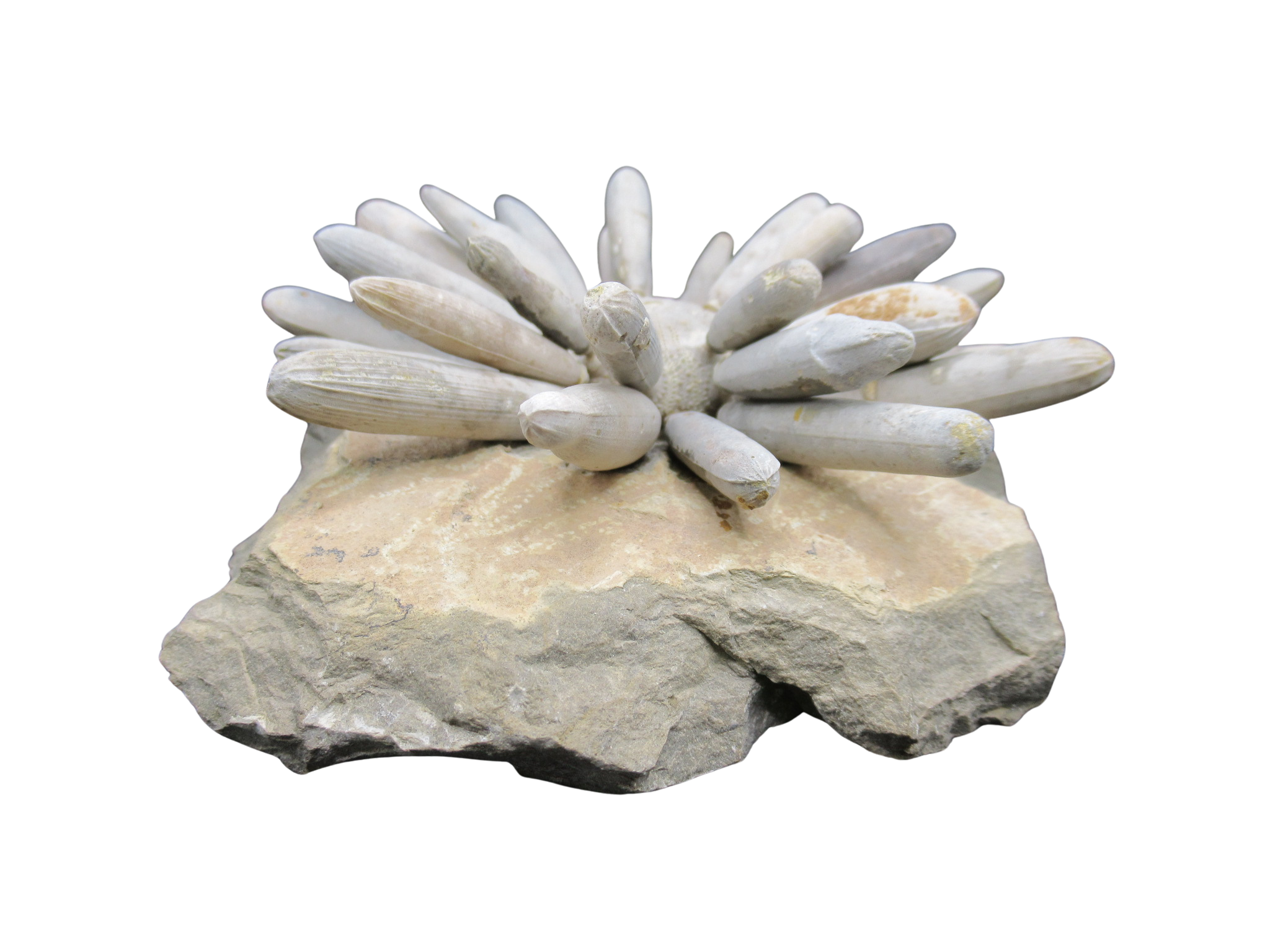 Morocco Jurassic Asterocidaris bistriata Club Urchin 20b | Fossils for Sale